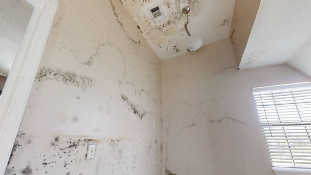 Best Airborne Mold Testing  in Tome, NM