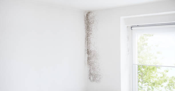 Best Water Damage & Mold Remediation  in Tome, NM