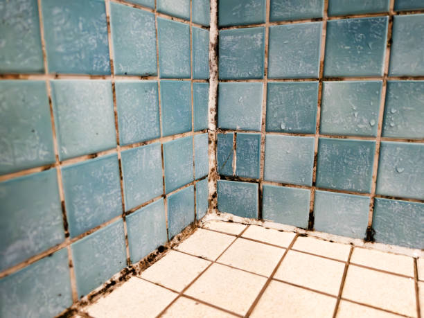 Best Mold Removal for HVAC Installations  in Tome, NM